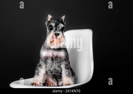 Chien Schnauzer miniature sur fond noir Banque D'Images