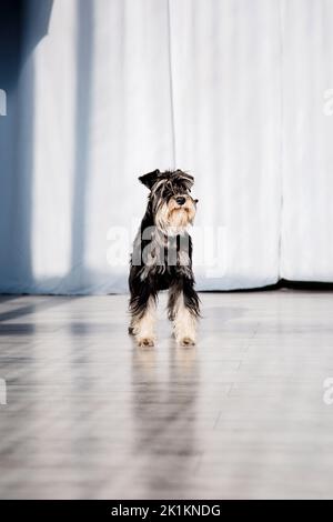 Chien Schnauzer miniature ou Zwergschnauzer intérieur Banque D'Images