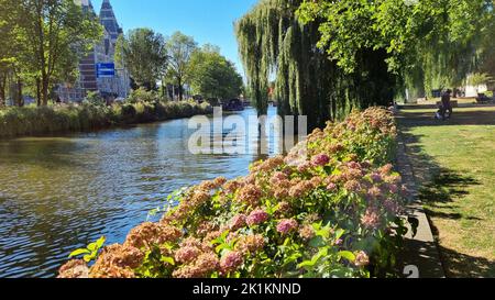 Chaîne à Amsterdam pays-Bas. Grands arbres près de la rivière Amstel site touristique. Paysage d'été de la vieille ville européenne Banque D'Images