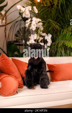 Chien Schnauzer miniature ou Zwergschnauzer intérieur Banque D'Images