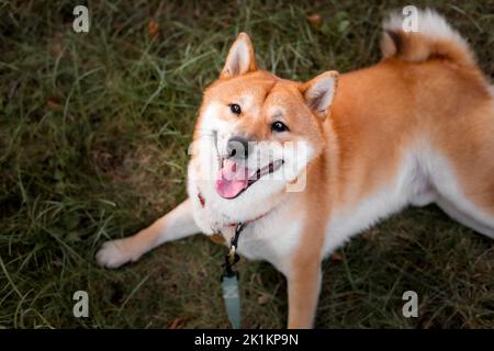 Chien Shiba inu en plein air. Thèmes animaux. Chien marchant. Animaux de compagnie à l'extérieur Banque D'Images