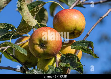 Coxs orange pippin pomme, malus domestica, mûrissant sur l'arbre à Marnhull Village, Dorset, Royaume-Uni et élevé par Richard Cox vers 1825 Banque D'Images