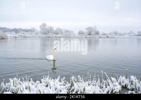 Seul cygne blanc nagez dans l'eau du lac en hiver au lever du soleil.Des arbres enneigés et givré sur fond.Photographie d'animaux Banque D'Images