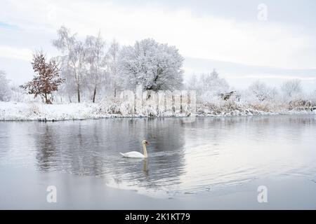 Seul cygne blanc nagez dans l'eau du lac en hiver au lever du soleil.Des arbres enneigés et givré sur fond.Photographie d'animaux Banque D'Images