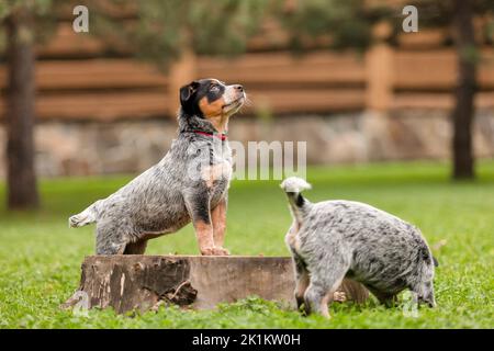 Chien de bétail australien chiot en plein air. Chiots sur l'arrière-cour Banque D'Images