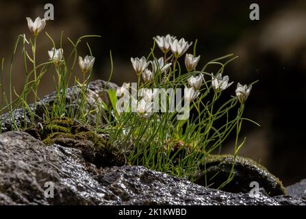 Lys de Snowdon, Gagea serotina, en fleur. Banque D'Images