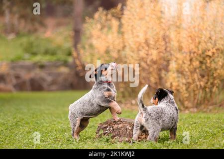 Chien de bétail australien chiot en plein air. Chiots sur l'arrière-cour Banque D'Images