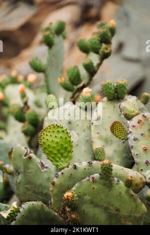 Cactus vert géant dans l'écosystème de la californie de Morro Bay faune le long de l'autoroute 101 Banque D'Images