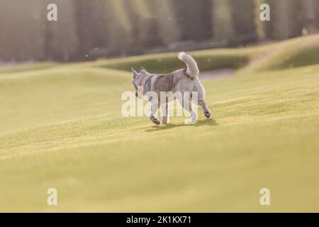 Magnifique chien husky sur le terrain Banque D'Images