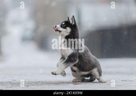 Husky de Sibérie en hiver. Chien d'hiver. Chute de neige Banque D'Images