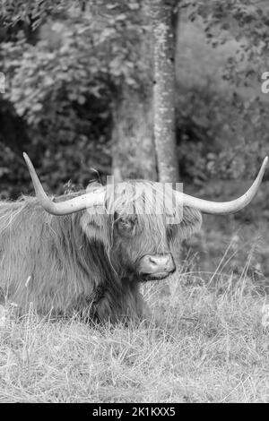 Le bétail des Highlands est une race originaire d'Écosse Banque D'Images
