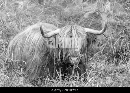 Le bétail des Highlands est une race originaire d'Écosse Banque D'Images