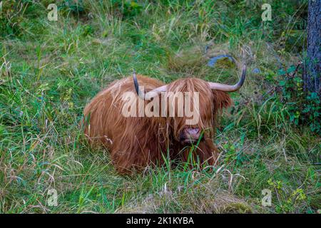 Le bétail des Highlands est une race originaire d'Écosse Banque D'Images