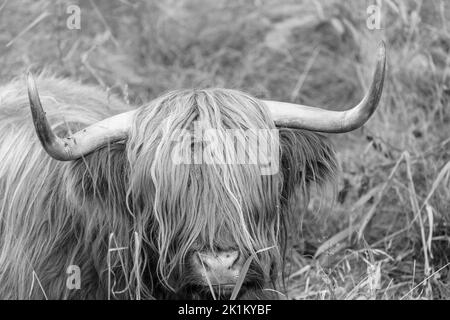 Le bétail des Highlands est une race originaire d'Écosse Banque D'Images