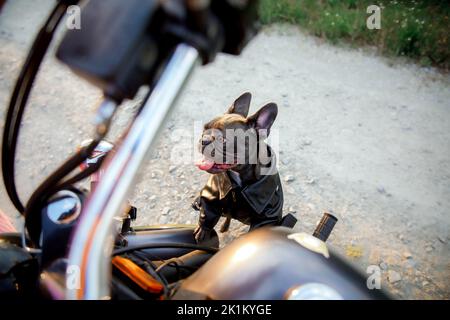 Chien de taureau français avec moto. Chien élégant. Animal de compagnie de mode Banque D'Images