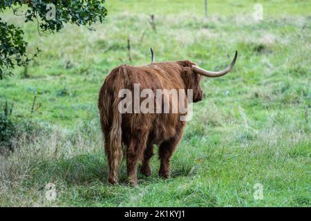 Le bétail des Highlands est une race originaire d'Écosse Banque D'Images