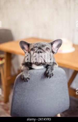 Anniversaire chien. Bulldog français avec gâteau d'anniversaire. Joyeux anniversaire Banque D'Images