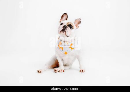 Chien drôle isolé sur blanc. Chien de taureau français. Chien habillé Banque D'Images