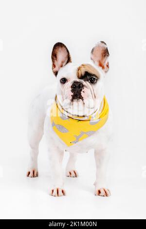 Chien drôle isolé sur blanc. Chien de taureau français. Chien habillé Banque D'Images