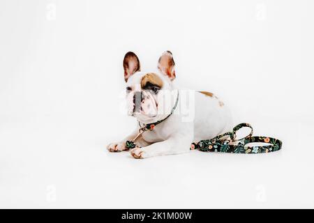 Chien drôle isolé sur blanc. Chien de taureau français. Chien habillé Banque D'Images