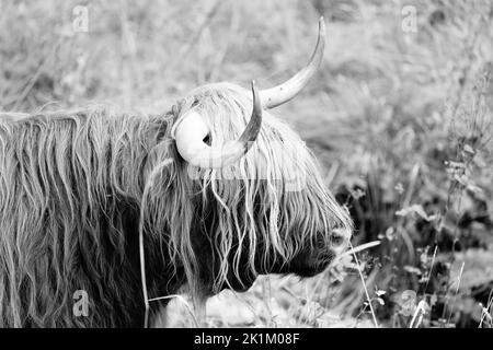 Le bétail des Highlands est une race originaire d'Écosse Banque D'Images