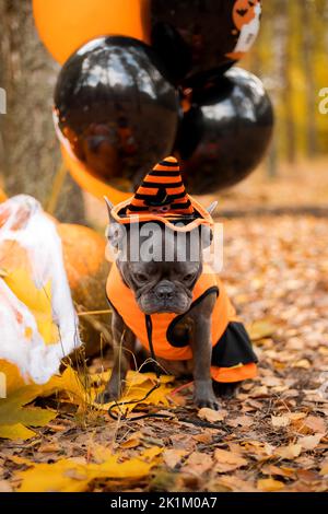 Fêtes d'Halloween et de Thanksgiving. Chien avec citrouilles dans la forêt. Joli Bulldog français. Costume de chien pour Halloween Banque D'Images