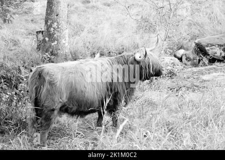 Le bétail des Highlands est une race originaire d'Écosse Banque D'Images