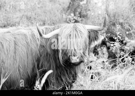 Le bétail des Highlands est une race originaire d'Écosse Banque D'Images