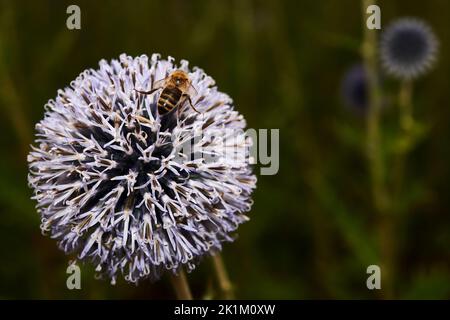 Une guêpe se nourrissant de la fleur d'une plante d'echinops bannaticus, ou chardon de globe bleu, membre de la famille des asteraceae. Banque D'Images