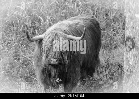 Le bétail des Highlands est une race originaire d'Écosse Banque D'Images