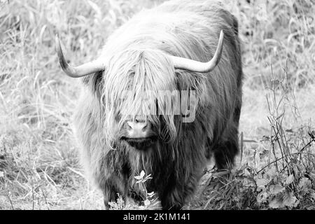 Le bétail des Highlands est une race originaire d'Écosse Banque D'Images