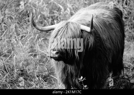 Le bétail des Highlands est une race originaire d'Écosse Banque D'Images