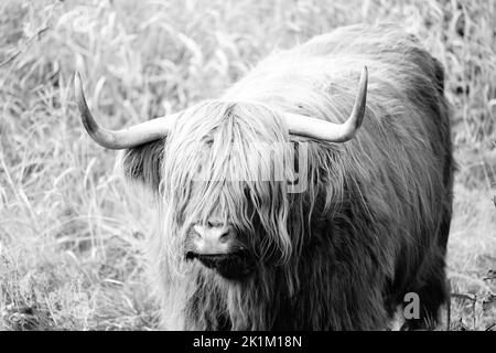 Le bétail des Highlands est une race originaire d'Écosse Banque D'Images
