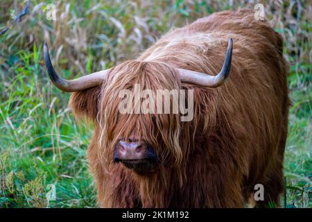 Le bétail des Highlands est une race originaire d'Écosse Banque D'Images
