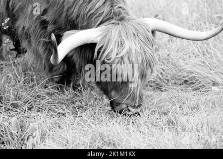 Le bétail des Highlands est une race originaire d'Écosse Banque D'Images