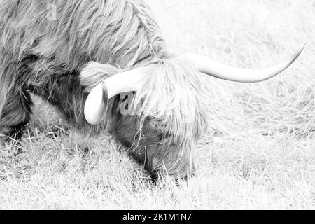 Le bétail des Highlands est une race originaire d'Écosse Banque D'Images
