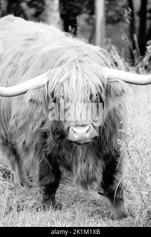 Le bétail des Highlands est une race originaire d'Écosse Banque D'Images