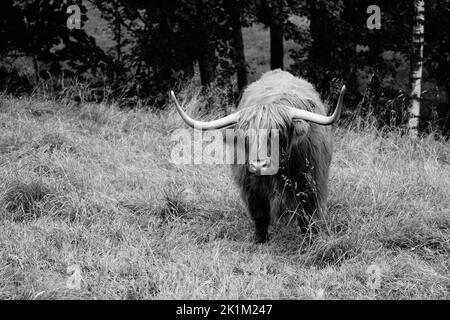 Le bétail des Highlands est une race originaire d'Écosse Banque D'Images