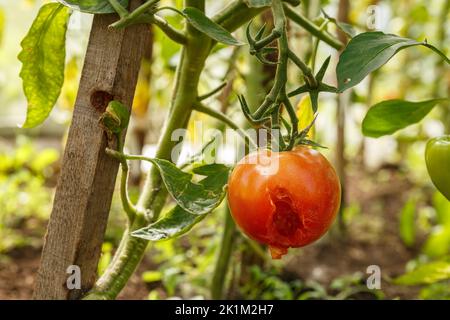 Tomate dans une serre endommagée par des ravageurs et des maladies. Trou dans une tomate mûrissant. Banque D'Images