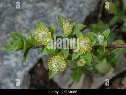 Saule de halberd, chins mâles de Salix hastata en fleur. Alpes. Banque D'Images