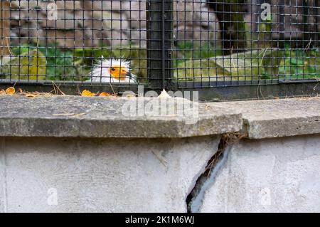 Vautour égyptien (Neophron percnopterus) face avec bec jaune vif qui sort par la cage Banque D'Images