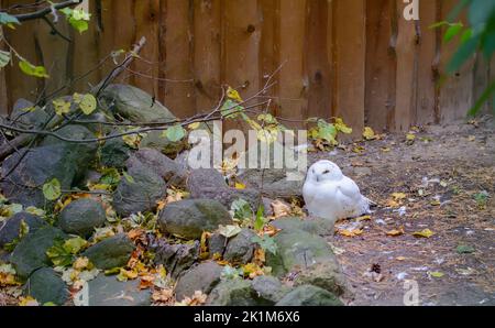 La chouette blanche des neiges (Bubo scandiacus), également connue sous le nom de chouette polaire, la chouette blanche et la chouette arctique, assise au sol. Banque D'Images