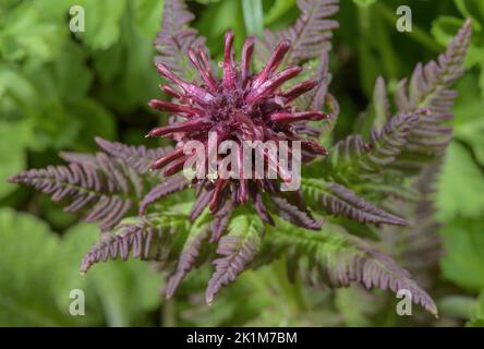 Lousewort rouge sans Beakless, Pedicularis recutita en fleur dans les Alpes suisses. Banque D'Images