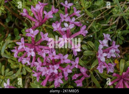 Mezereon strié, Daphne striata en fleur en gazon alpin, Alpes suisses. Banque D'Images