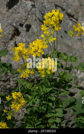Vetch de la couronne de montagne, Coronilla coronata, en fleur, Alpes juliennes. Banque D'Images