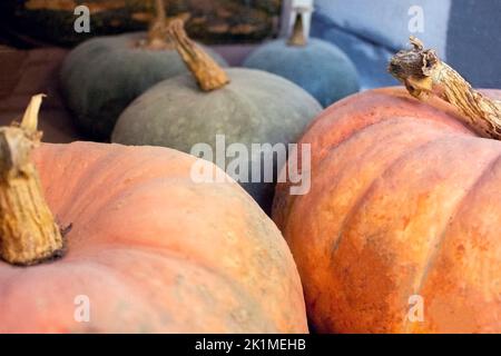 Bouquet de grandes citrouilles mûres d'orange provenant d'une culture agricole d'automne. Banque D'Images