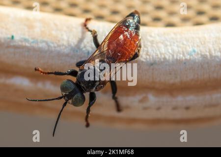 Tachytes sp, Wasps amoureux du sable Banque D'Images