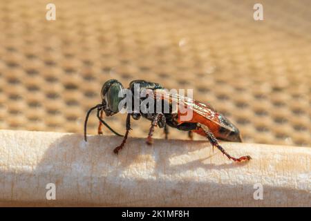 Tachytes sp, Wasps amoureux du sable Banque D'Images