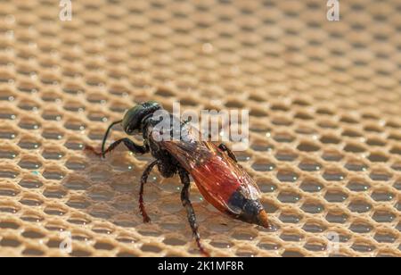 Tachytes sp, Wasps amoureux du sable Banque D'Images