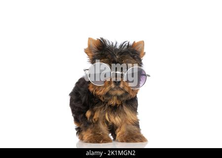 adorable chien terrier du yorkshire portant des lunettes de soleil rétro et debout sur fond blanc en studio Banque D'Images